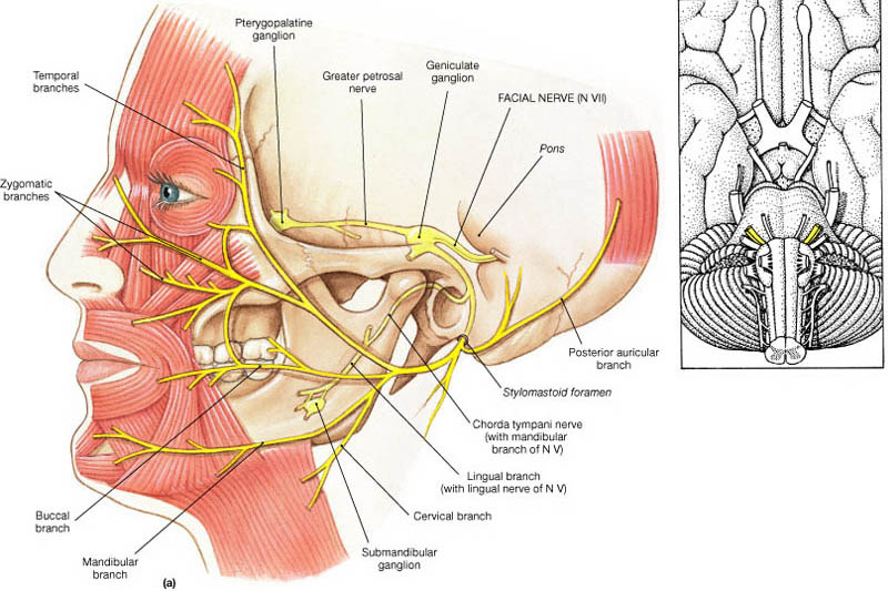 tmj-bell-s-palsy-dentist-boca-raton